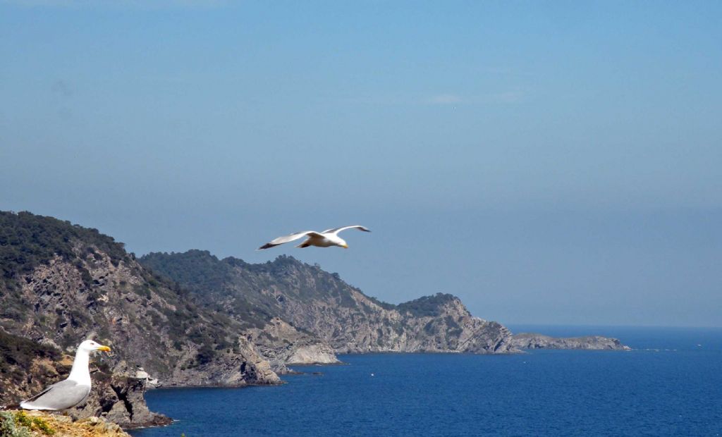 Porquerolles, Parco Nazionale di Port-Cros, Francia